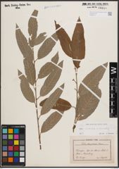 Foto von Salix cinerea L. x Salix viminalis L.